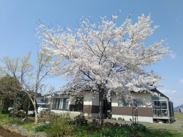 5月からランチ営業日が毎週土曜日に変わります!